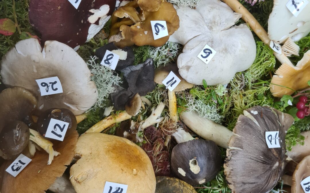 Exposition de champignons au primaire
