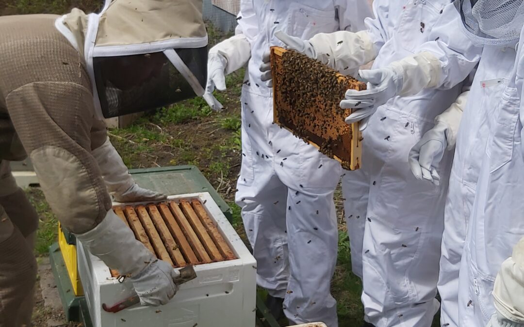 Seiskaluokkalaiset tutustumassa koulun mehiläispesiin Sébastien Caillault’n johdolla